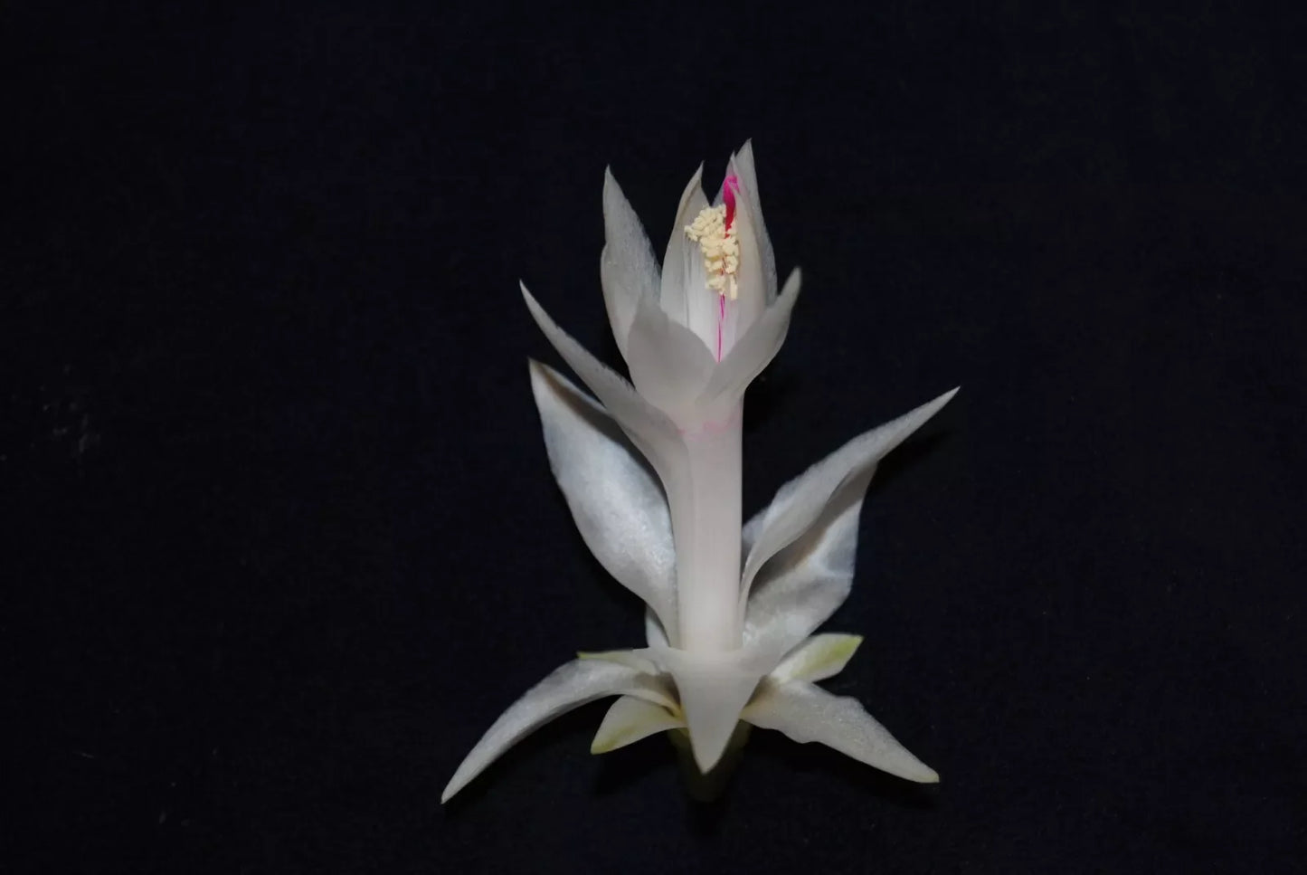Christmas Cactus Starter Plant - Small Healthy Schlumbergera Truncata - Perfect for Home Decoration or Gifting