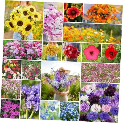 Annual Wildflower Mixed Seeds 1/4 lb - Colorful Variety for Gardens & Pollinators - Non-GMO, 120,000+ Seeds for Planting