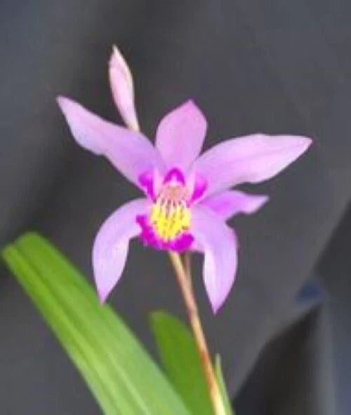 Bletilla Orchid Plant 3" Pot, Cold Hardy Purple Bletilla Yokohama 'Kate', Rooted Perennial Orchid - Bletilla striata