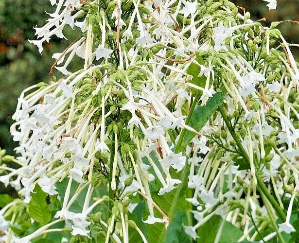 Flowering Tobacco Seeds 500 Pack, White Tubular Flowers, Nicotiana sylvestris, Attractive Garden Plant, Easy to Grow