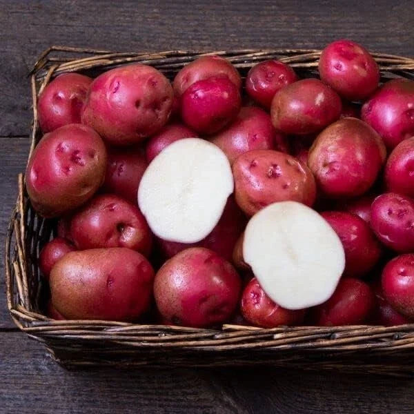 Red Norland Seed Potatoes - Early Maturing Variety - Solanum tuberosum - Disease-Free for Home Gardens