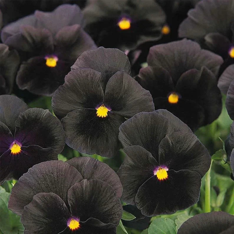 Pansy Seeds - MPB#9 Character Black - Viola tricolor - Vibrant Black & Yellow Blooms - Easy to Grow Annual for Gardens