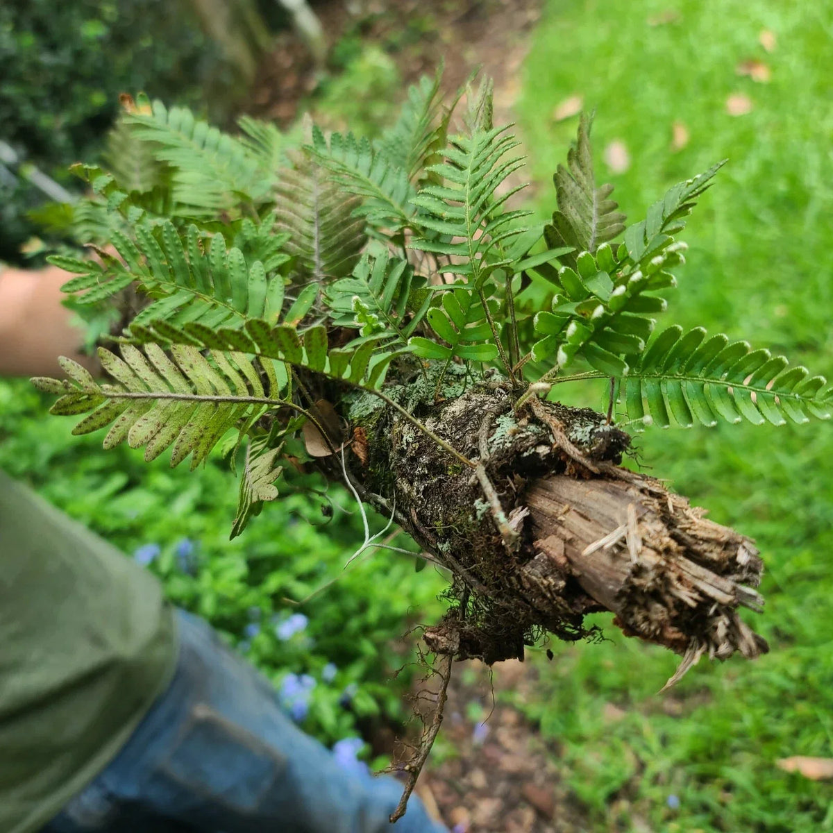 Live Resurrection Fern on Stick Plant Terrarium 12" Pleopeltis polypodioides - Low Maintenance Indoor Greenery