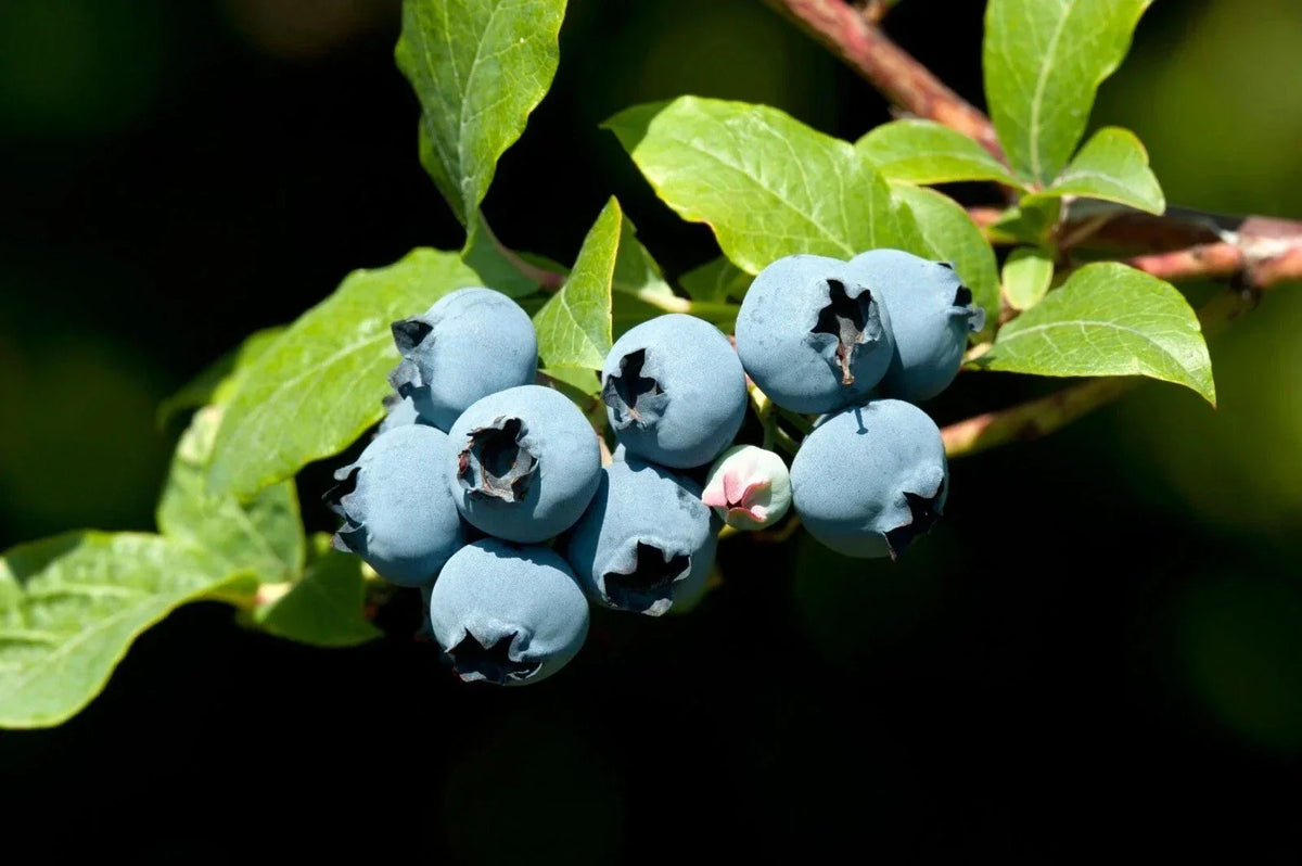 Blueberry Bush Seeds - 50 Count High Yield - Vaccinium corymbosum - Ideal for Home Gardens and Containers
