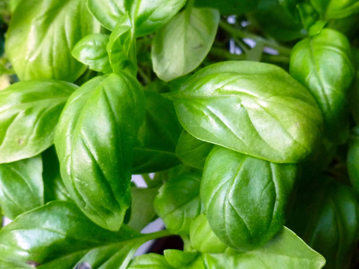 Basil Seeds 750 Count - Italian Broadleaf Sweet Herb - Ocimum basilicum - Non-GMO, Fast-Growing for Culinary Use