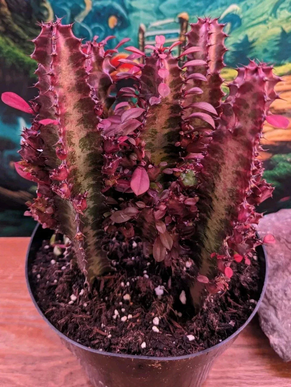 Euphorbia Cuttings 4-6" Royal Red Trigona Succulent Cactus - Unique Red Foliage, Drought Tolerant, Euphorbia trigona