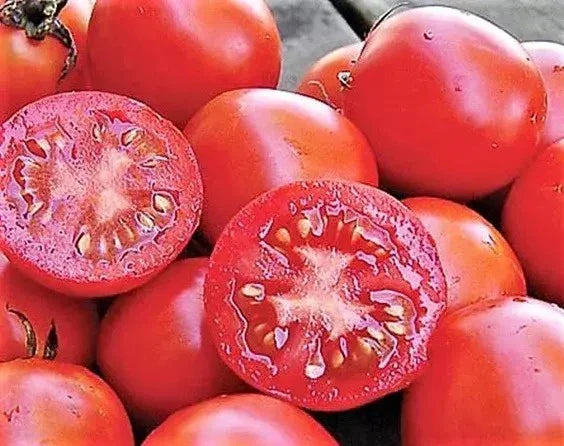 Siberian Tomato Seeds 30+ Pack - Heirloom Organic Non-GMO - Solanum lycopersicum - Ideal for Cooler Climates