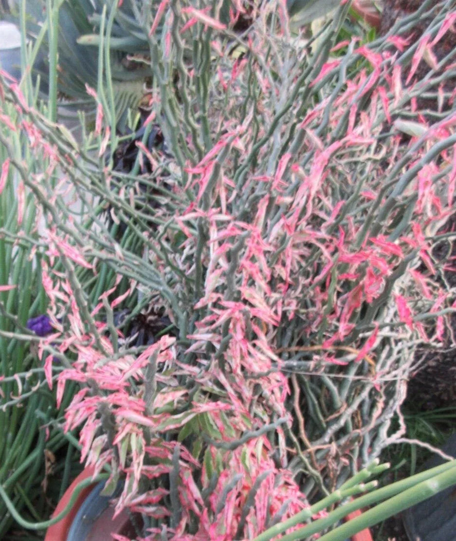 Devil's Backbone Cuttings - 10 Variegated Zig Zag Redbird - Pedilanthus tithymaloides, Easy Care Indoor Plant, Propagation Ready