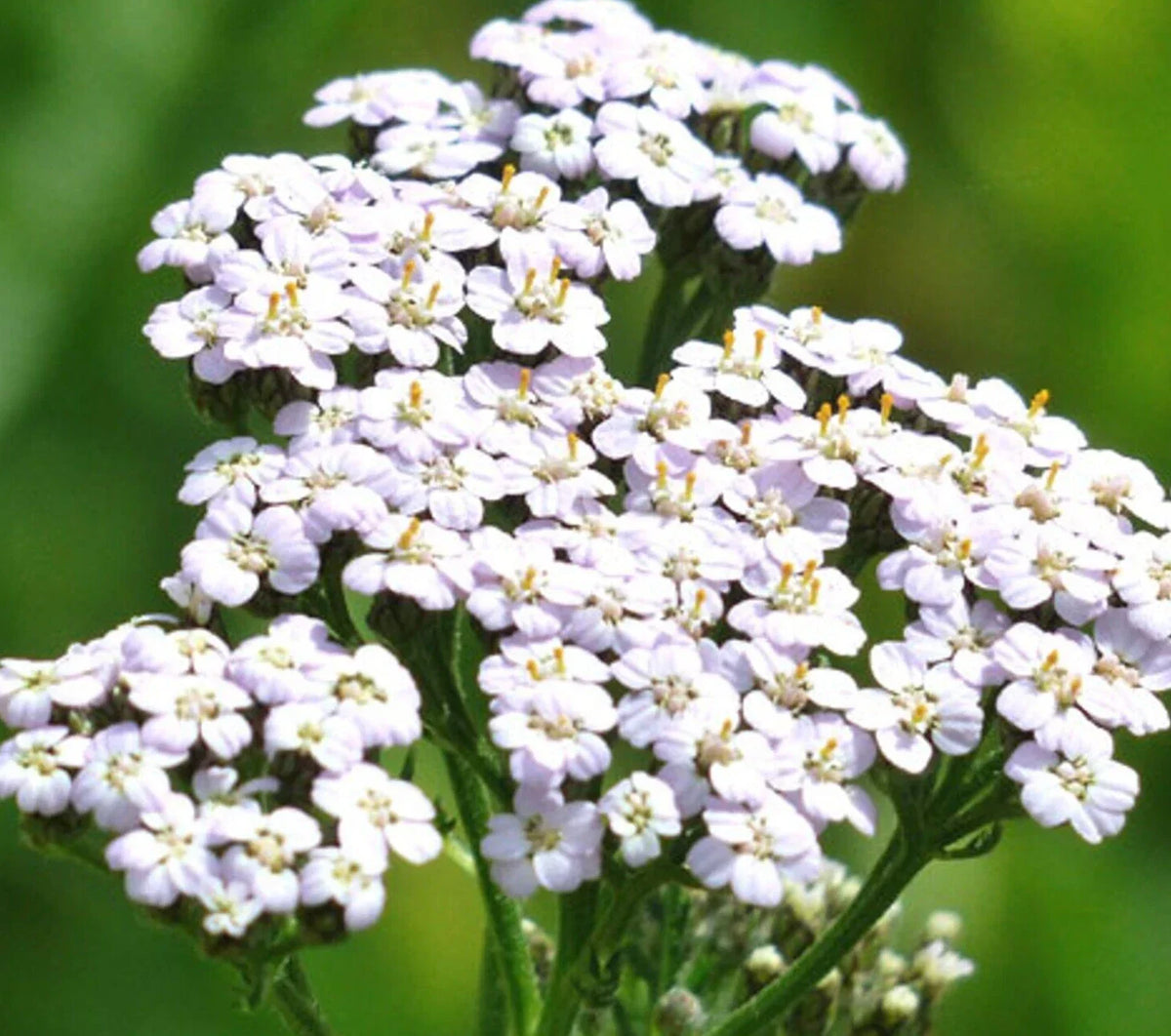 White Yarrow Seeds 1000+ Perennial Herb Achillea millefolium - Drought-Tolerant, Attracts Pollinators for Flower Garden