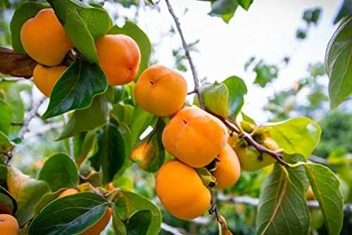 Persimmon Tree Seeds - 10 Pack - Diospyros virginiana - USA Made, High Germination for Outdoor Planting