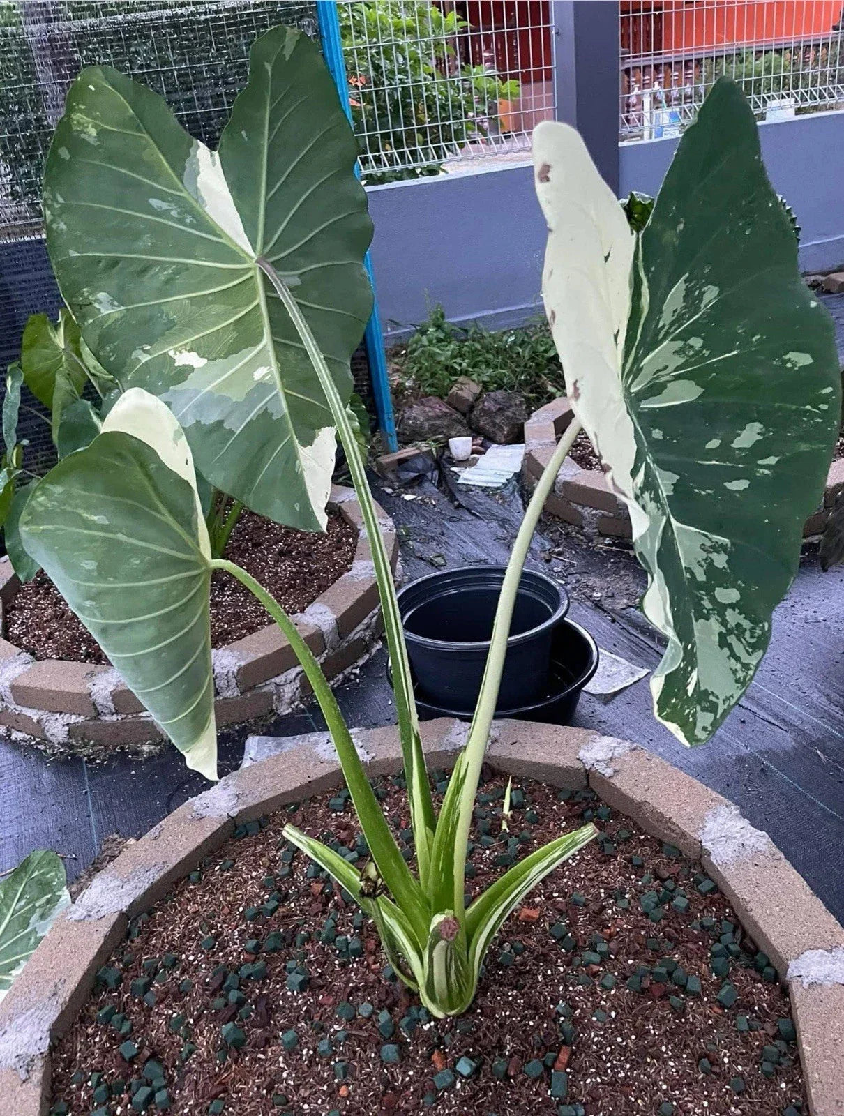 Elepaio Starter Plant - Small Rooted Elephant Ear - Colocasia esculenta - Tropical Foliage for Garden or Home