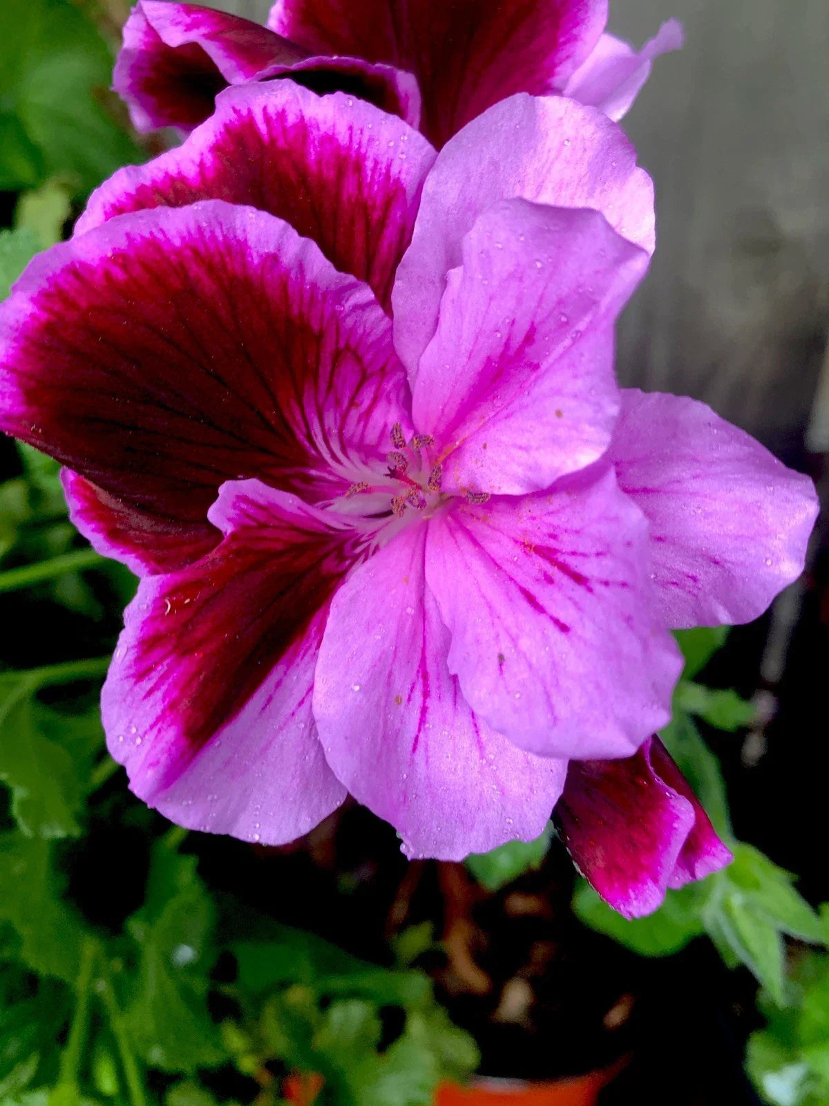 Geranium Live Plant 12” Light Purple Pink Maroon Pelargonium spp. - Vibrant Garden Flower for Borders & Containers