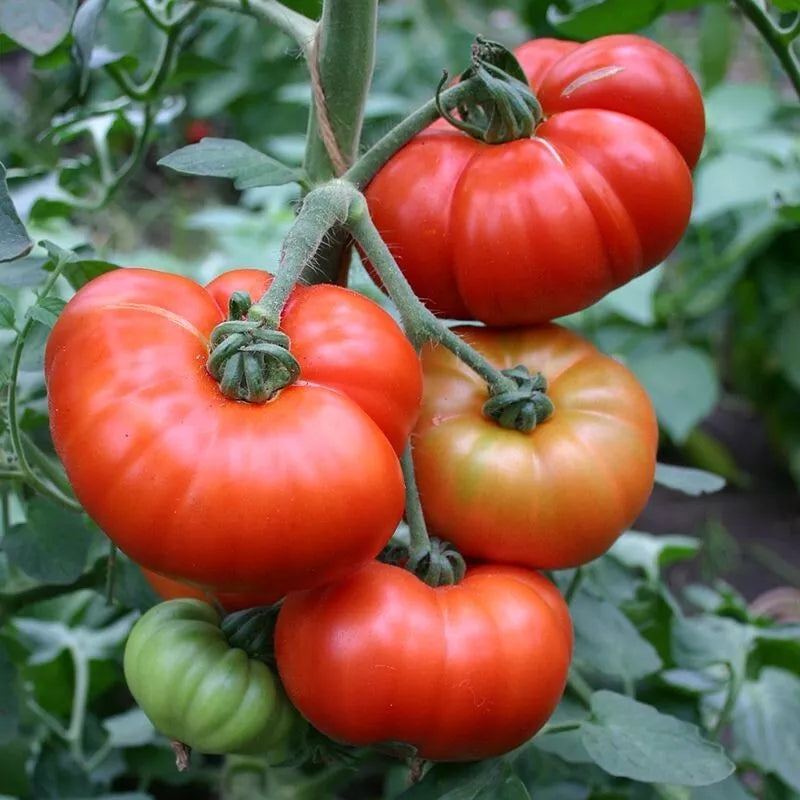 Marmande Tomato Seeds 50 Ct Non-GMO Heirloom Italian Vegetable Seeds, Solanum lycopersicum for Home Gardening