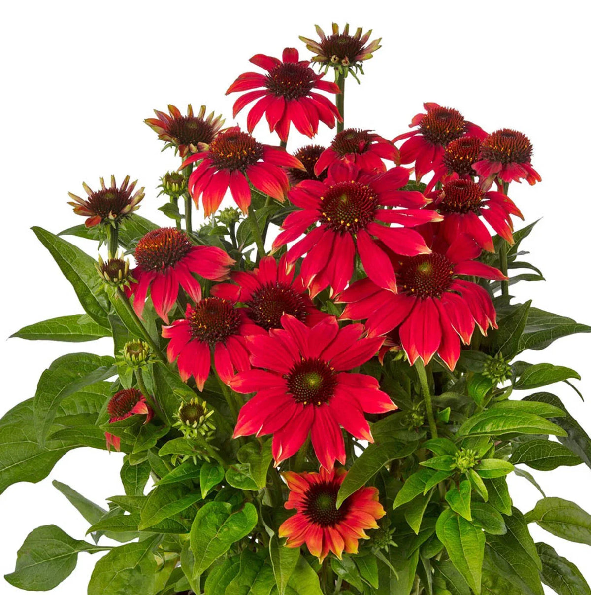 Echinacea Prairie Blaze Orange Sunset Perennial Plants Plugs, Echinacea purpurea, Attracts Butterflies, 4 Live Starter Plants