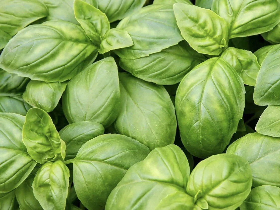 Italian Sweet Basil Herb Seeds - 200 Non-GMO Organic Seeds - Ocimum basilicum - Perfect for Culinary Gardens