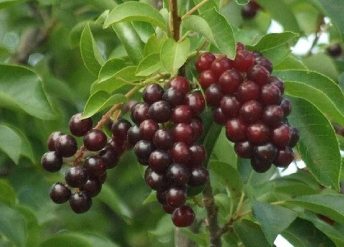 Chokecherry Bush Seedlings 1-2 Feet Prunus virginiana Native Fruit Plant for Wildlife Gardens