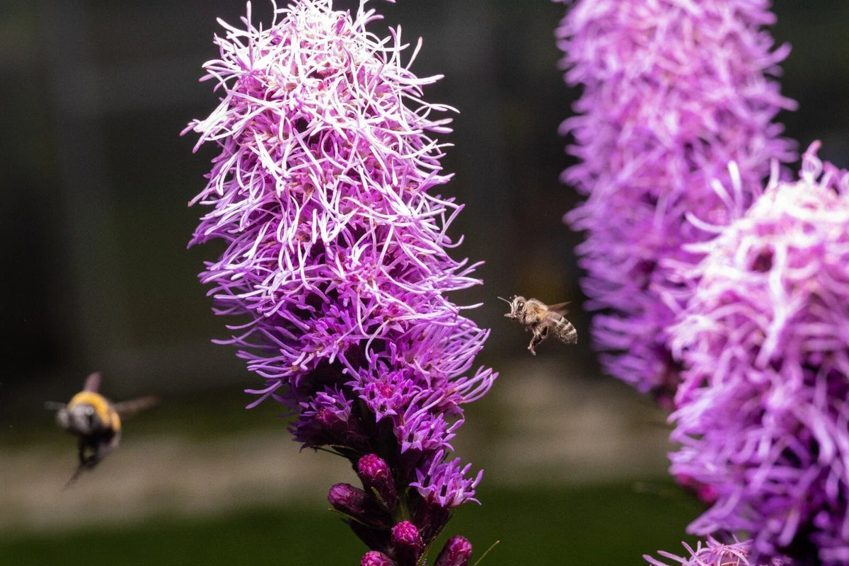 Kobold Dense Blazing Star Seeds - 25+ Seeds - Liatris spicata - Perennial Flower Seeds for Garden - Purple Flower Spikes