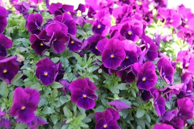 Hanging Pansy Seeds 15 Pack Cool Wave Purple Trailing Pansy Viola × wittrockiana for Garden Baskets and Containers