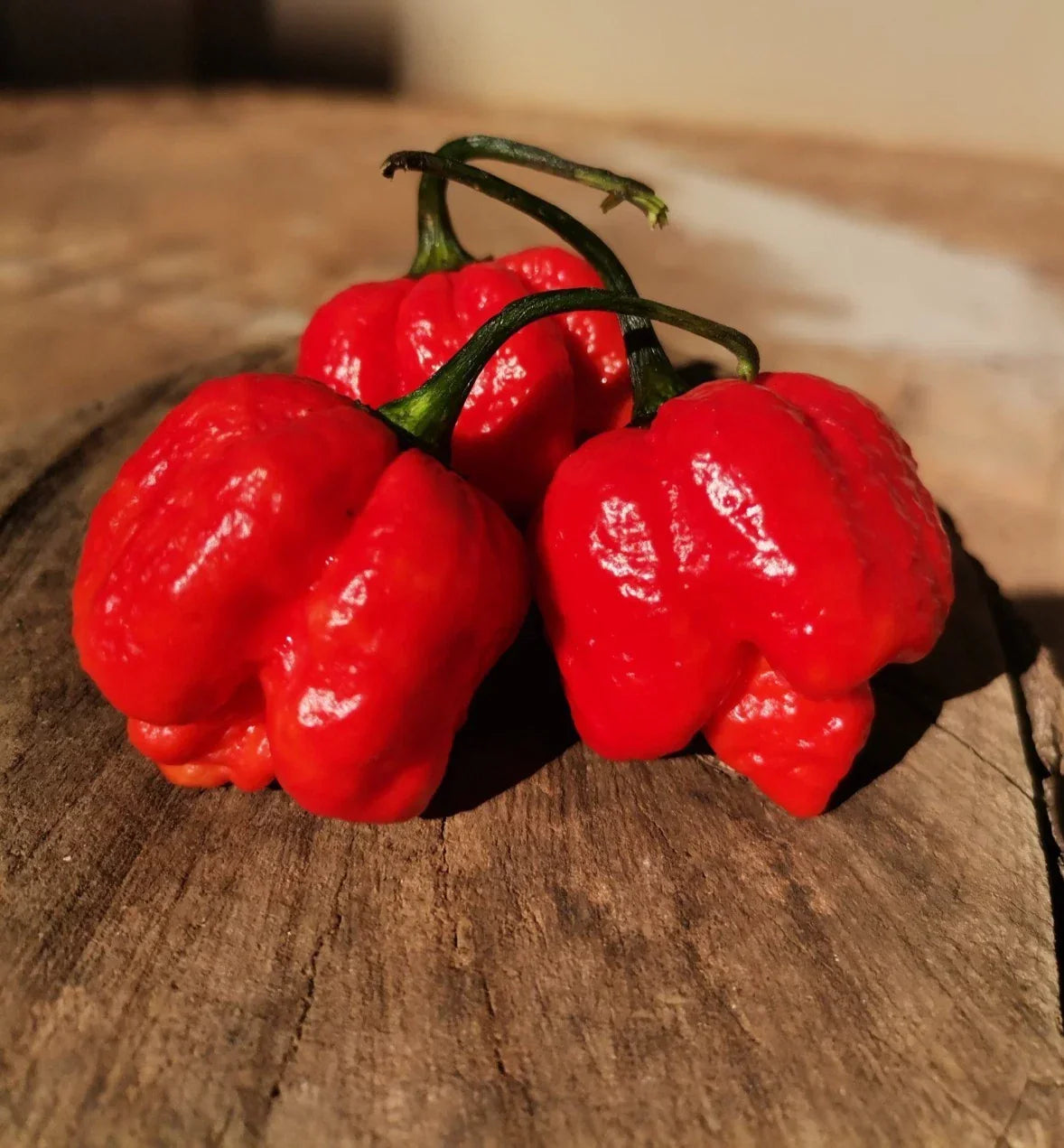 Scorpion Red Moruga Pepper Seeds - 20 Premium Super-Hot Seeds - Capsicum chinense - Non-GMO, Ideal for Spicy Dishes