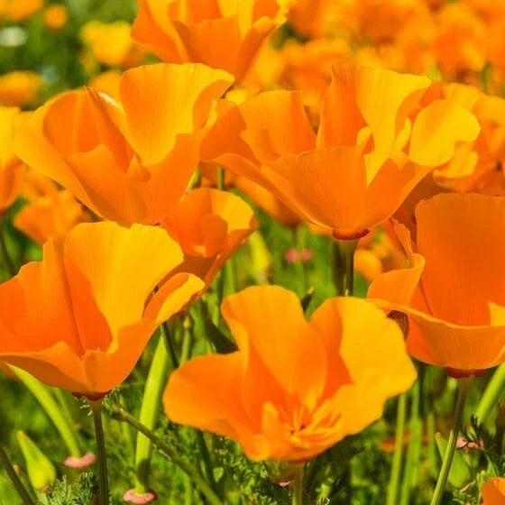 Giant Orange California Poppy Seeds - Sun Gold Poppies - Eschscholzia californica - Flower Seed Packet (Approx. 100 Seeds)