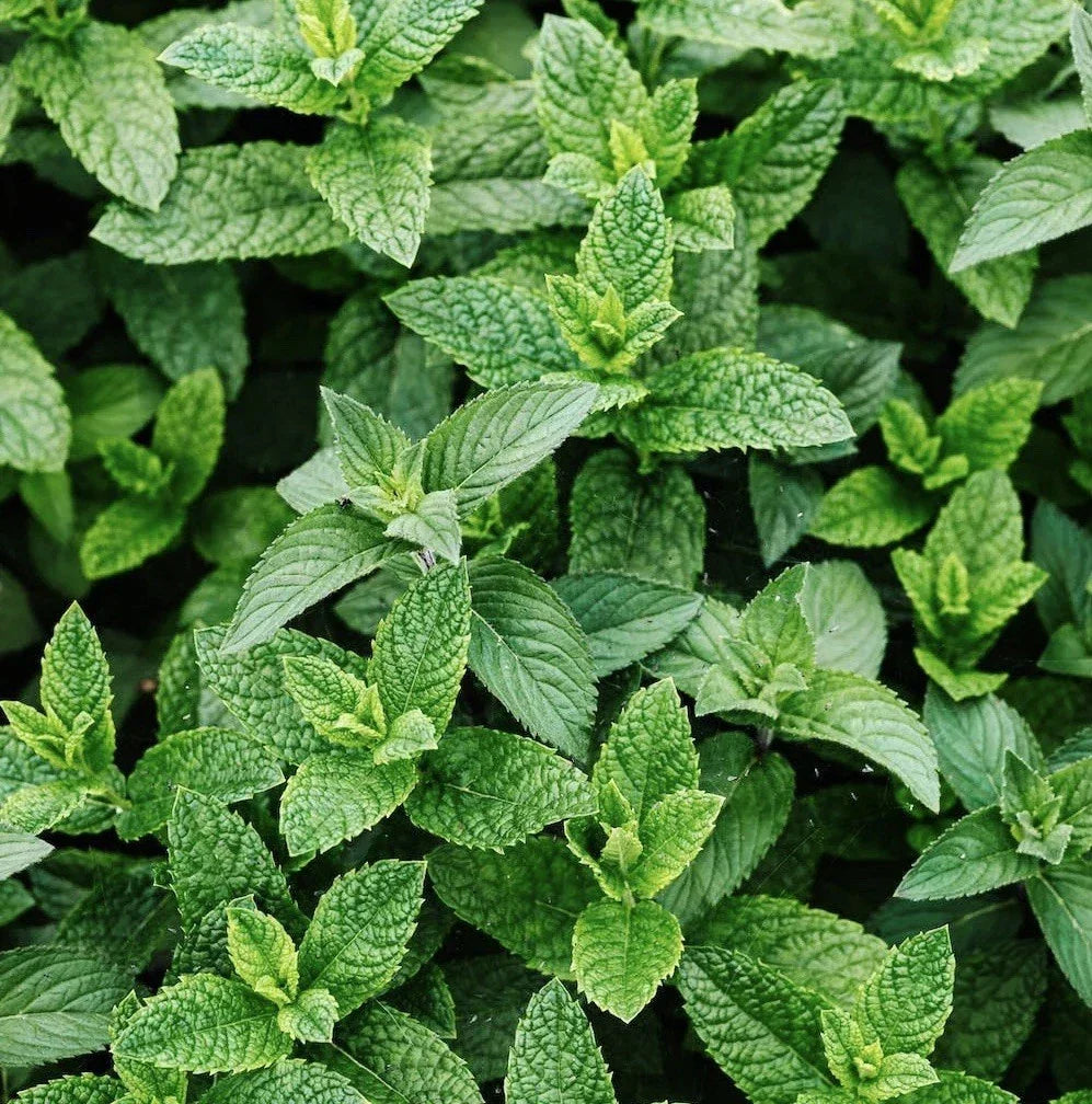 Peppermint Seeds 3000 Count Non-GMO Heirloom Mentha piperita Perennial Herb for Culinary Use and Gardens