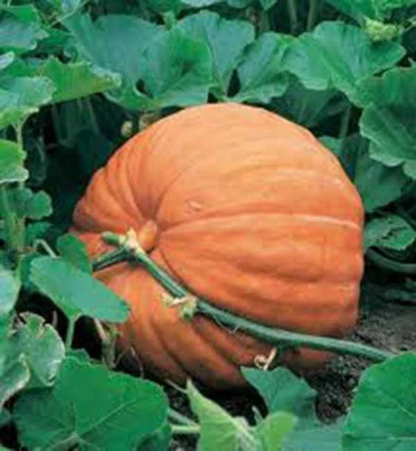 Big Max Pumpkin Seeds - 500 Heirloom Non-GMO Seeds for Giant Pumpkins, Cucurbita pepo