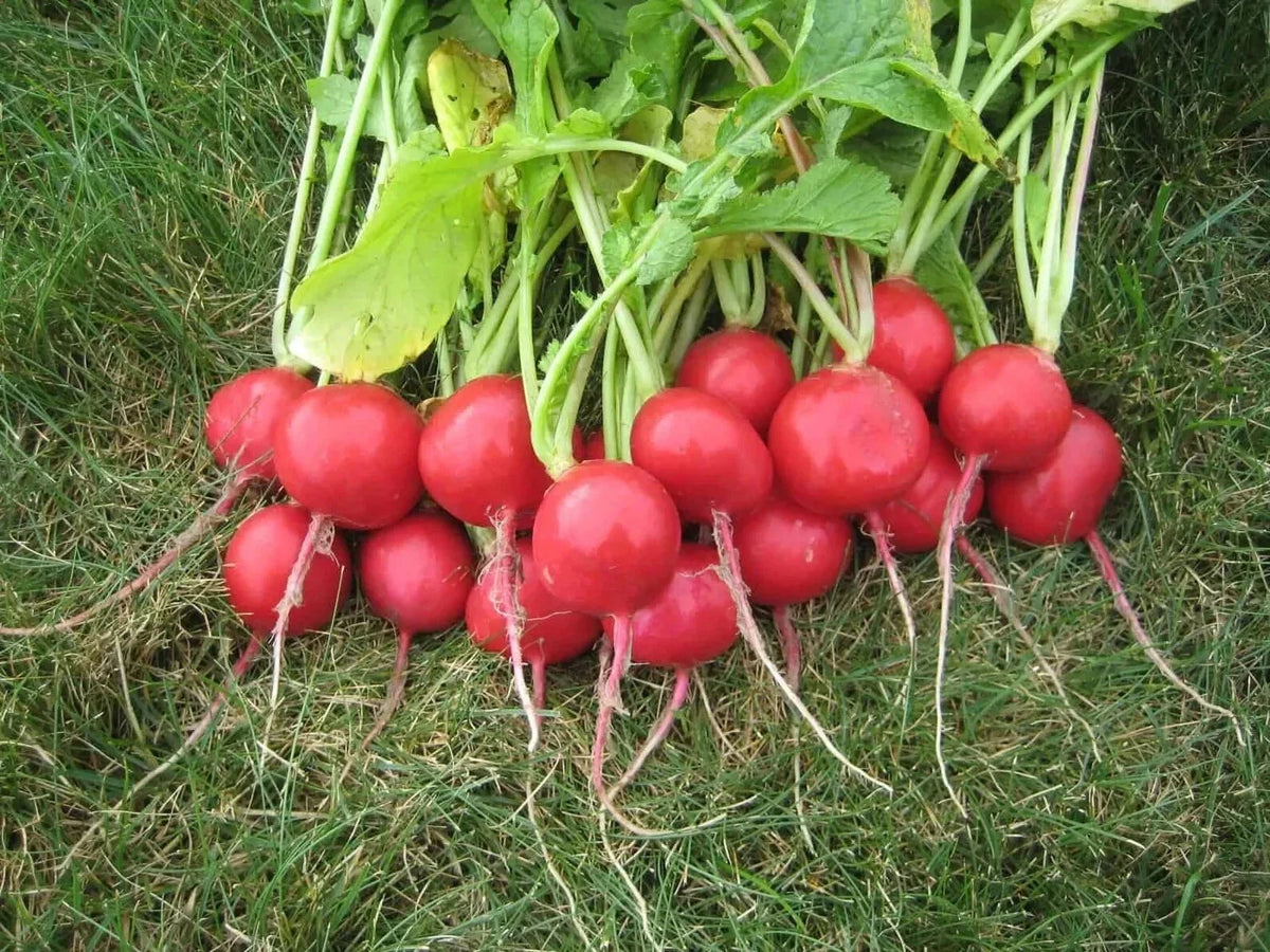 Champion Radish Seeds - 100+ Organic Heirloom - Raphanus sativus - Non-GMO, Fast-Growing Vegetable Garden Seeds
