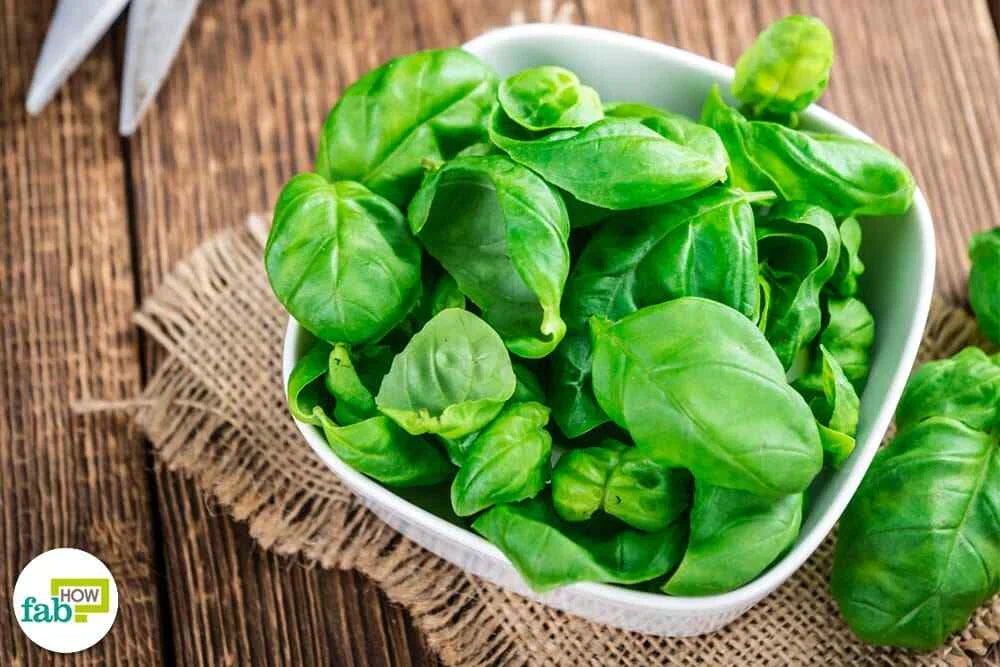 Organic Basil Seeds 1000 Count Super Sweet Ashalim Ocimum basilicum Non-GMO Heirloom Garden Planting Herbs