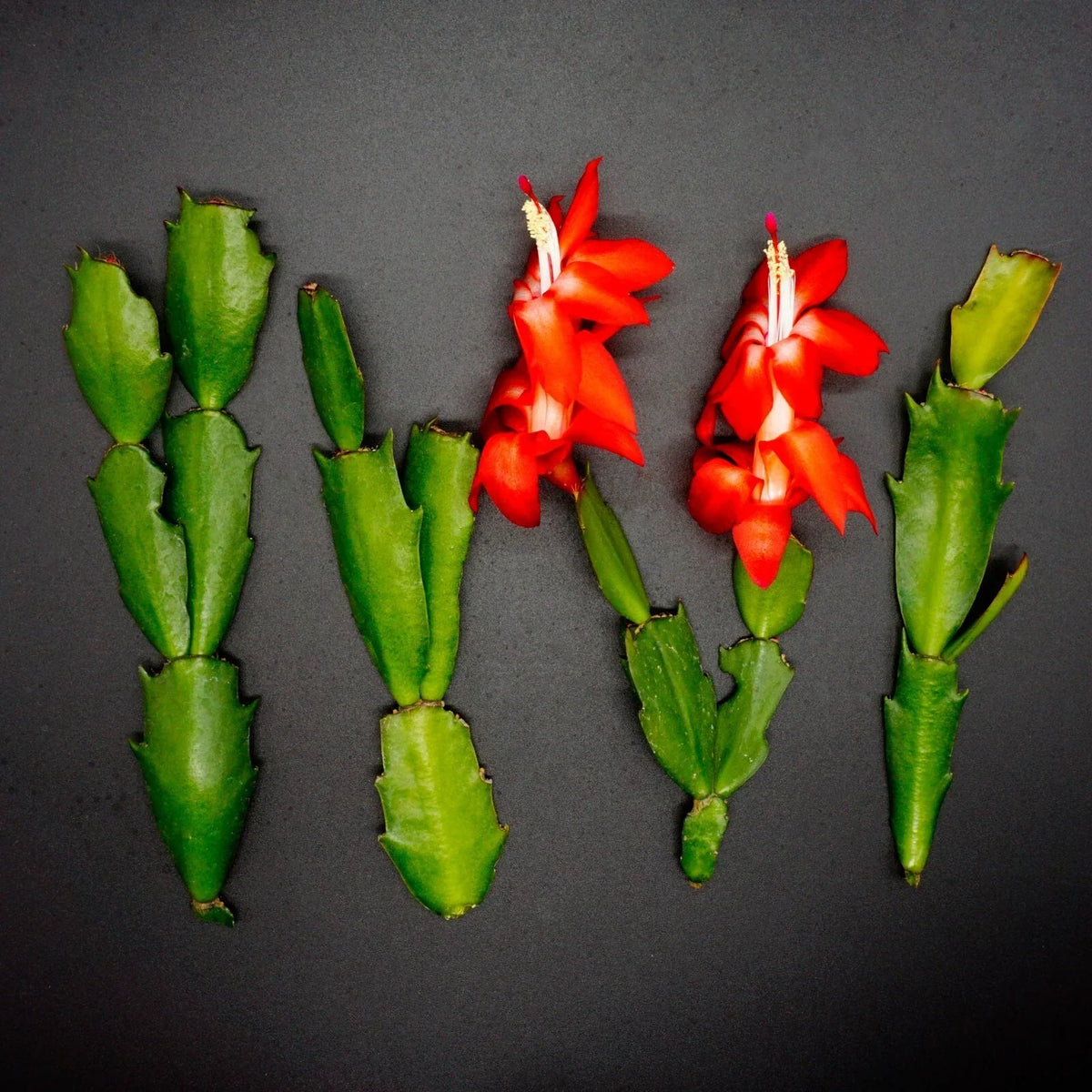Red Thanksgiving Cactus Cuttings - 4 Healthy Clippings for Propagation - Schlumbergera Truncata