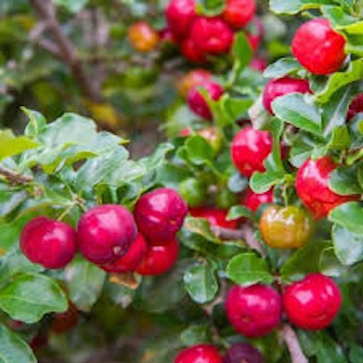 Barbados Cherry Tree 3-Pack Live Starter Plants - Edible Fruit, Fast-Growing Malpighia emarginata, Tropical Ornamental