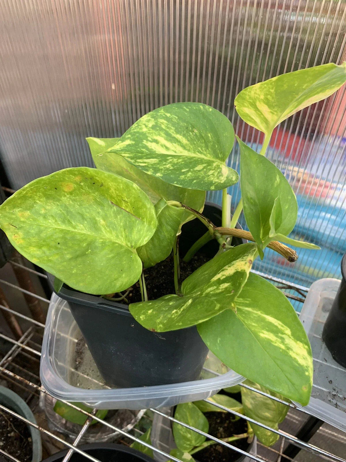 Pothos Live Plant Cuttings - 4 Rooted Cuttings, Indoor/Outdoor Variety, Epipremnum aureum, Air-Purifying Green Foliage