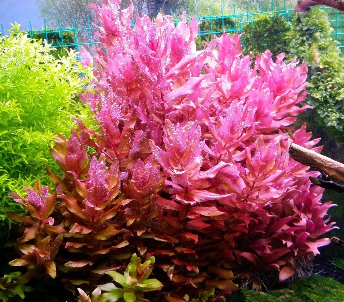 Rotala Macrandra Live Aquarium Plant - Emersed Grown - Advanced Aquatic - Perfect for Freshwater Tanks and Ponds - Rotala macrandra