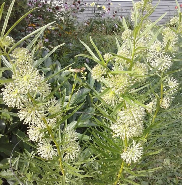 Tall Green Milkweed Seeds (50 Seeds) - Asclepias hirtella - Native Perennial Pollinator Plant for Butterflies and Gardens