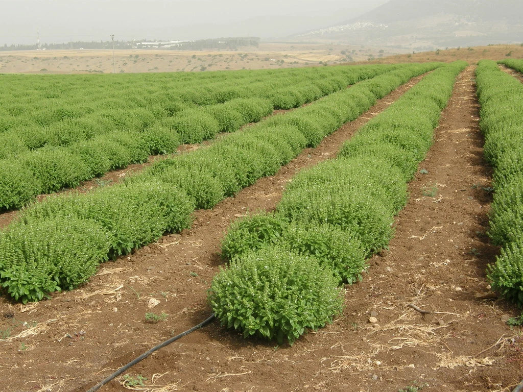 Organic Basil Seeds 5000 Count - Super Sweet Ashalim Variety (Ocimum basilicum) - Flavorful Culinary Herb Seed Pack