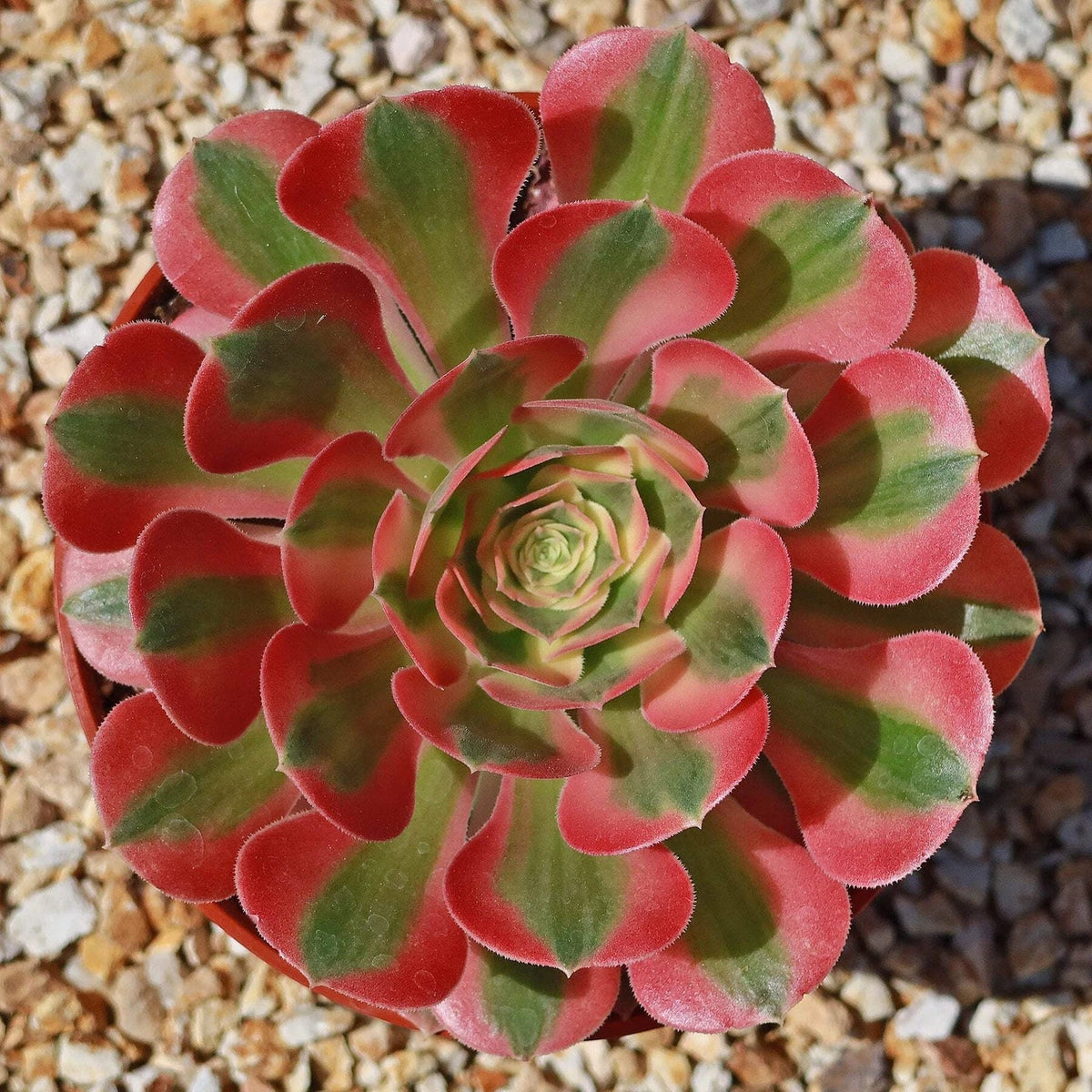 Live Succulent Plant | 4-Inch Aeonium Pink Witch | Unique Colorful Variety | Aeonium arboreum 'Zwartkop'