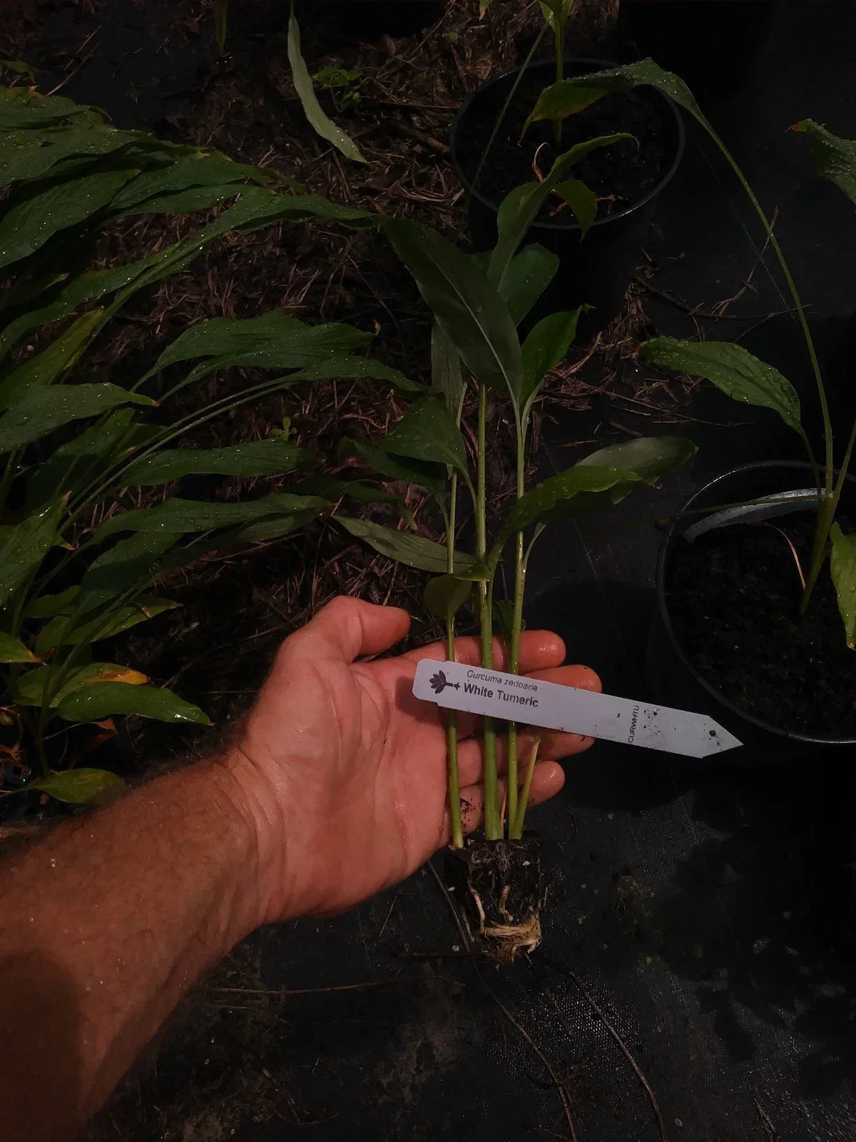 Rare White Turmeric Plant - Small Root - Curcuma Longa - Unique Herb for Gardens and Culinary Use
