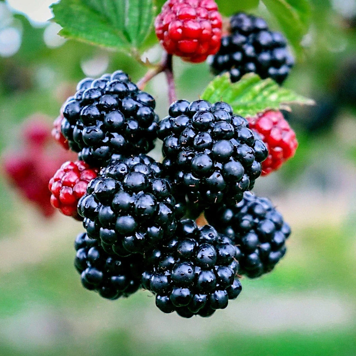 Blackberry Bush Seeds - 20 Pack - Rubus allegheniensis - Hardy Fruit for Zone 3 - Delicious Home Garden Plant