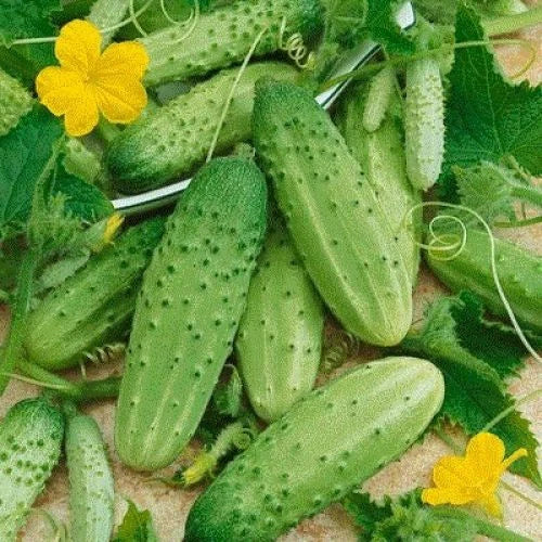 Cucumber Seeds - 28 Pack - Carolina Pickling - Cucumis sativus - Non-GMO for Home Gardening - GroCo USA
