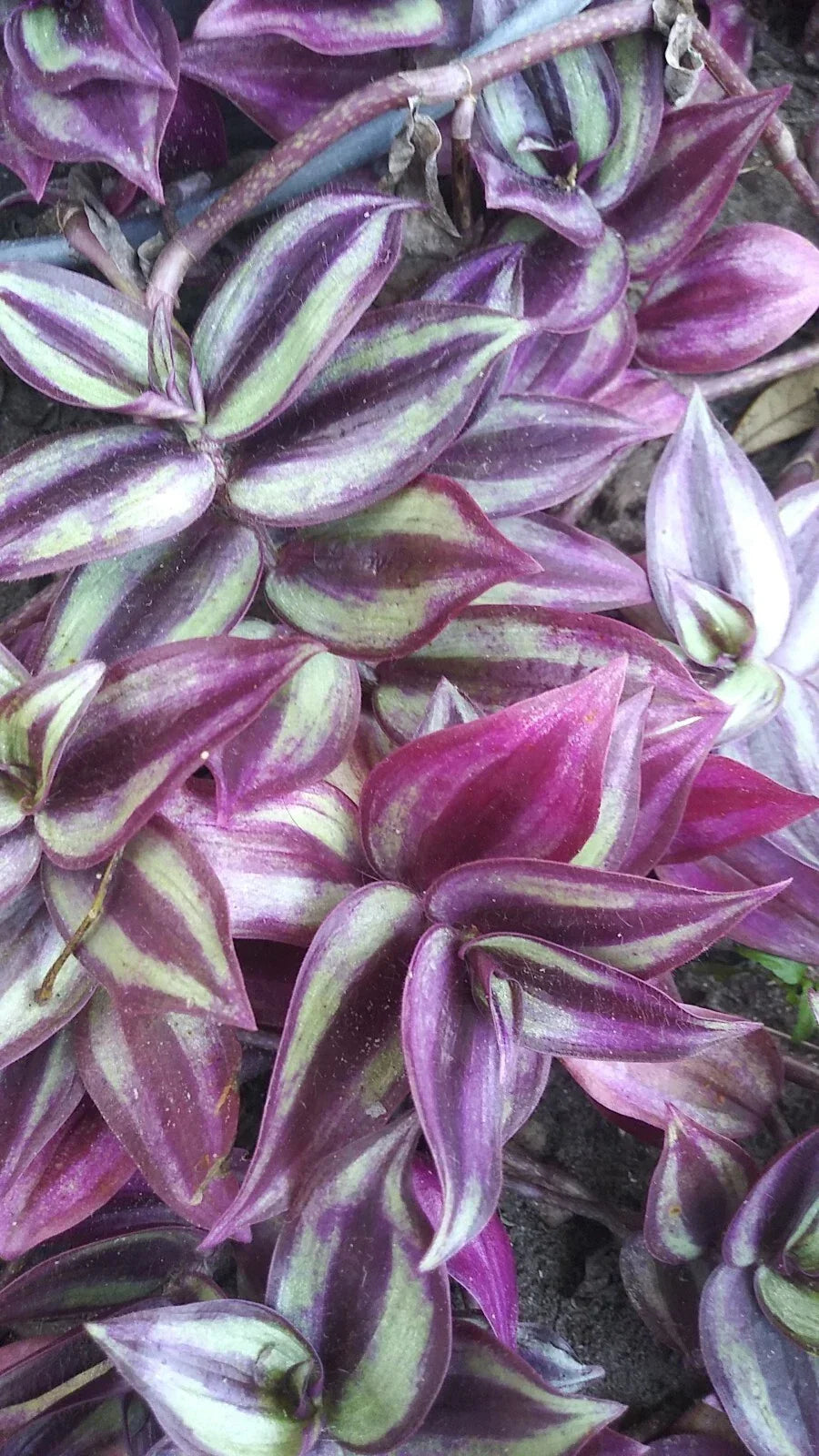 Organic Wandering Jew Cuttings - 6" Pink Purple Green Variegated - Tradescantia zebrina Rooted Houseplant Cuttings