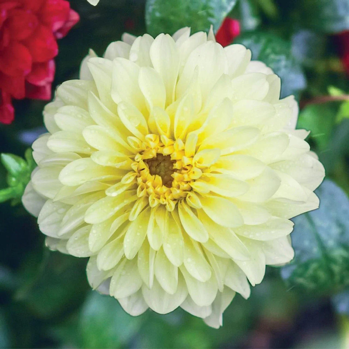 25 Serenade Dahlia Flower Seeds - Colorful Perennial Blooms - Dahlia pinnata - Non-GMO Garden Plants for Vibrant Landscapes