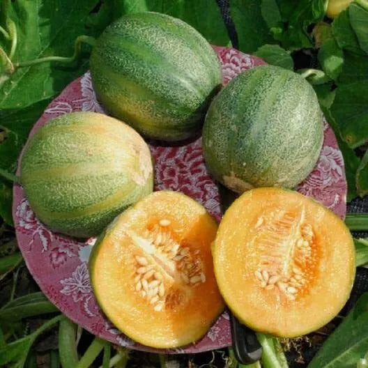 Minnesota Midget Melon Seeds - 10 Pack - Sweet Melons - Cucumis melo - Ideal for Small Gardens and Containers