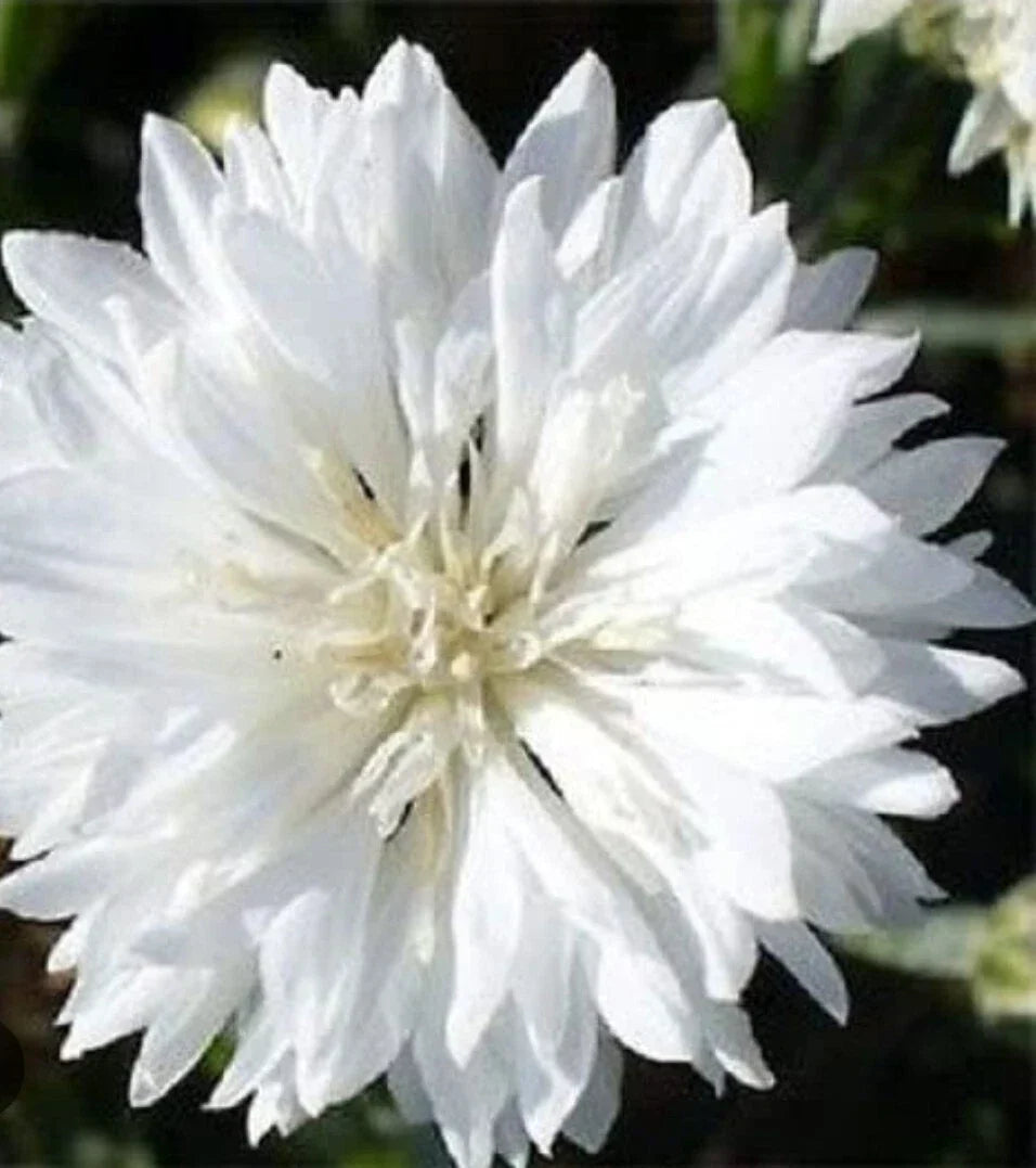 White Bachelor's Button Seeds - 100+ Non-GMO Centaurea cyanus - Elegant White Flowers for Bouquets & Gardens