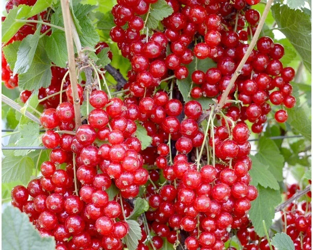 Jonkheer Van Tets Red Currant Starter Plant, Rooted Edible Fruit Shrub, Self-Pollinating, Ribes rubrum, Zones 3-7