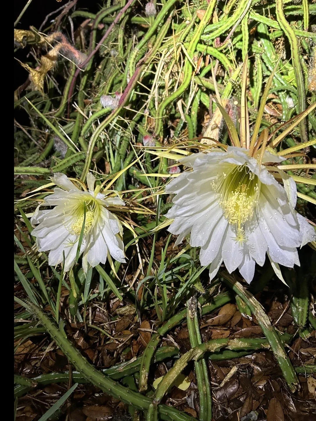 Queen of the Night Cactus Plant - Rooted Cereus Selenicereus Grandiflorus - Night-Blooming Succulent in 6-Inch Pot