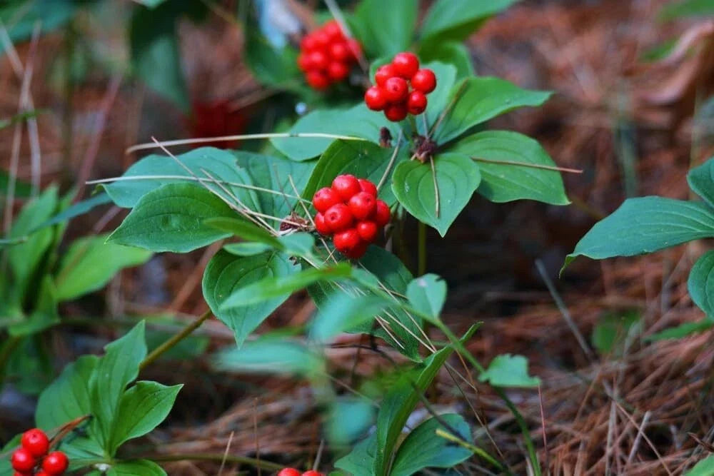 Bunchberry Bush Seeds - 30 Seeds - Cornus Canadensis - Bunchberry Dogwood - Hardy Perennial for Shade Gardens