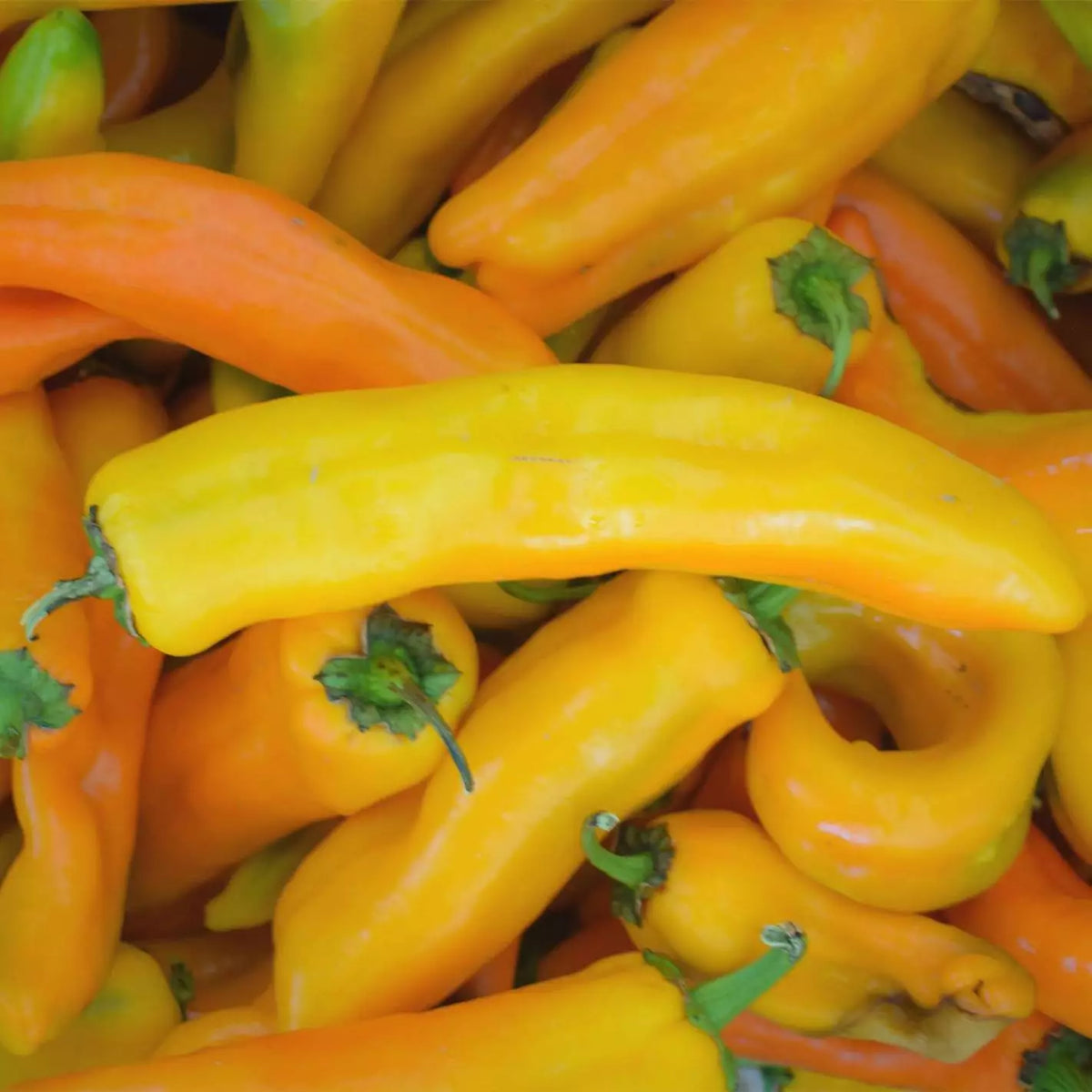 Corno Di Toro Giallo Pepper Seeds - 30+ Non-GMO Yellow Italian Sweet Seeds - Capsicum annuum for Garden Planting