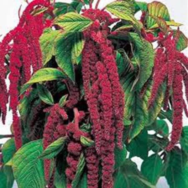 Love Lies Bleeding Seeds, 500 Count, Maroon Blooms, Amaranthus caudatus - Unique Garden Plant, Attracts Pollinators, Easy to Grow