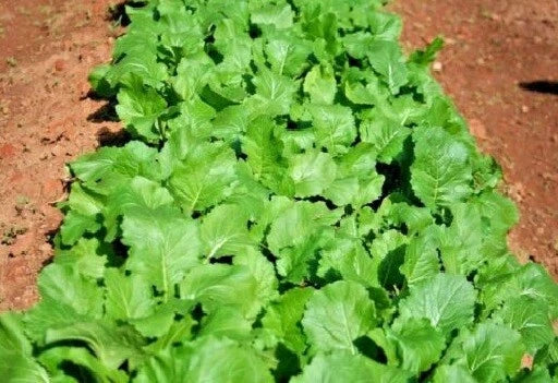 Heirloom Turnip Seeds - Seven Tops Variety - 500-2000 Seeds - Cold Hardy Greens - Brassica rapa - Fast Growing Edible Leaves