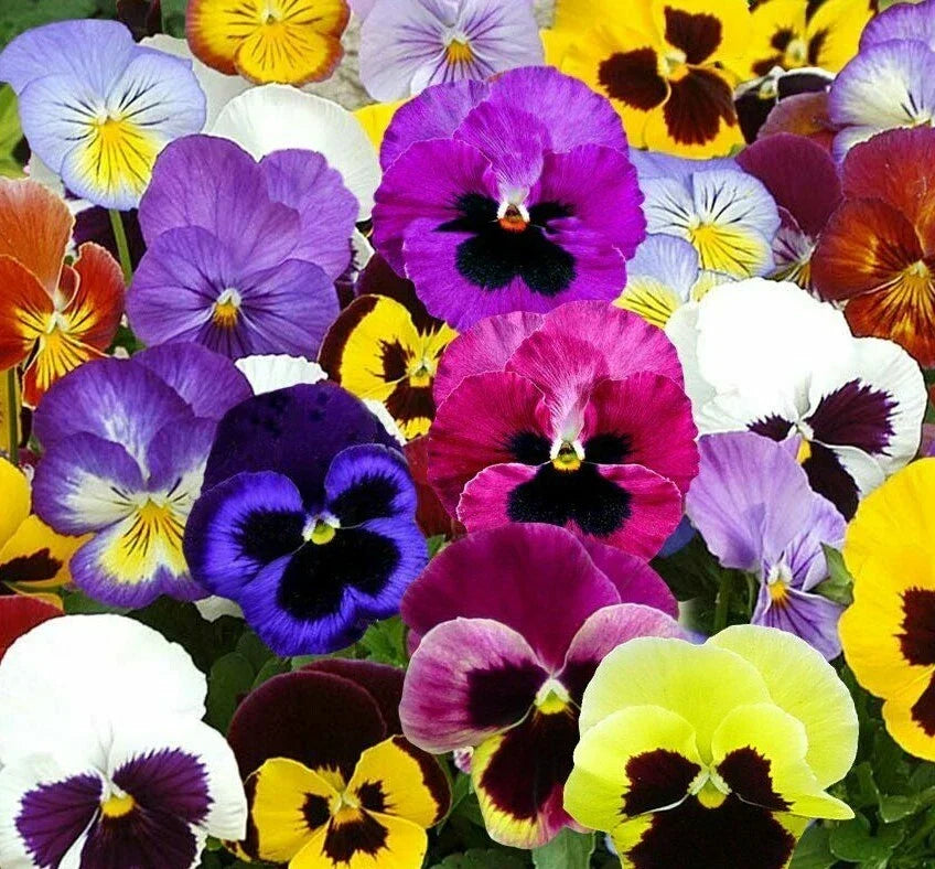Pansy Seeds 60+ Swiss Giant Mix - Viola tricolor var. hortensis - Hardy Biennial Flower Garden Seed for Colorful Blooms