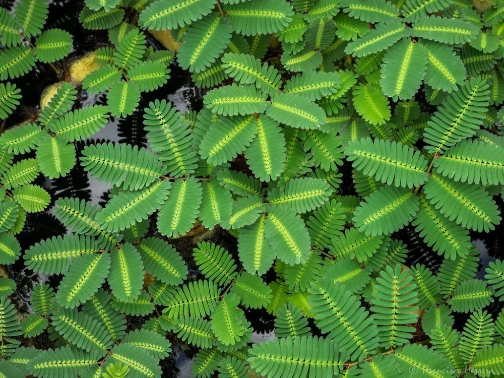 Water Mimosa Plant Bundle - Aquatic Tropical Marginal Plant - Neptunia oleracea - Ideal for Ponds and Water Gardens